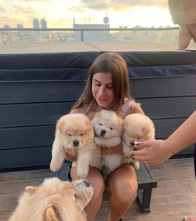 Disponíveis imediatamente lindos filhotes de CHOW CHOW