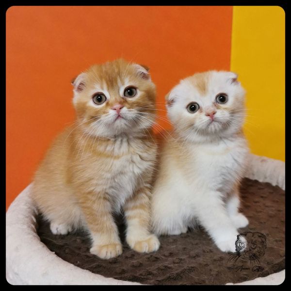Adoráveis gatinhos Scottish Fold à procura de um novo lar