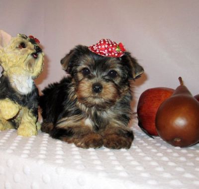 cute e adorável filhotes machos e fêmeas prontos para adoção,