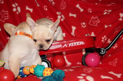 creme / branco muito masculino e feminino bulldog cachorros franceses