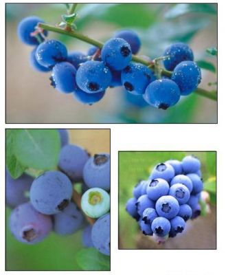 MIRTIBÉRICA – Plantas de Frutos Silvestres, Estufas Agrícolas/Garden Centers, Sistemas de Rega.