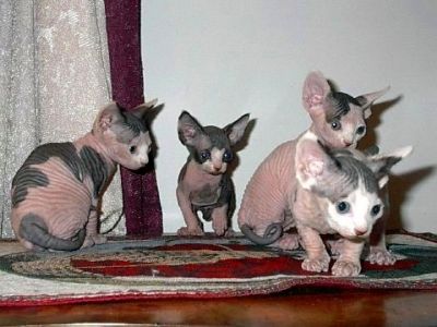 Esfinge egípcia gatinhos Graça