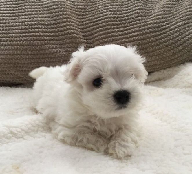 Adoráveis filhotes de cachorro malteses