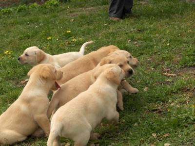 labradores entrega imediata -- exelentes 