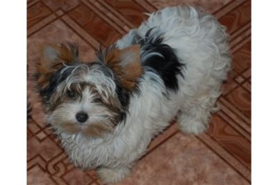 Filhotes de Yorkshire pronto para adoção