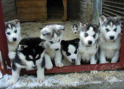 Blue Eyes Husky Siberiano Puppies para adopção livre para