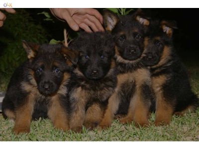 LABRADORES COM PEDIGGRE 