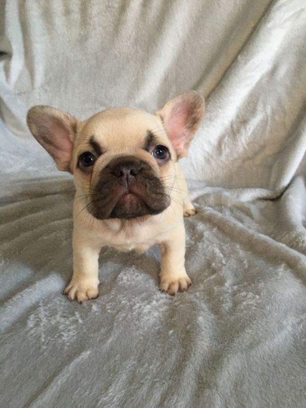 Filhotes Bulldog Francês Saudáveis de Qualidade