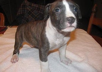 pitbull linda para adoção você pode entrar em contato para mais detalhes