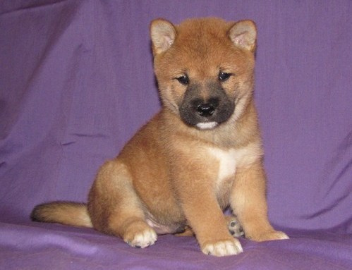 Shiba Inu filhotes para adoção