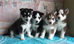 Estamos à procura de uma casa amorosa para os nossos cachorros sebirian husky, lola & nana. Ambos os