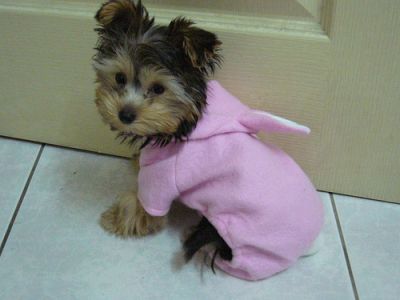dois lindos filhotes de cachorro yorkie para adoção livre