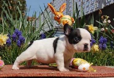  Charme adoráveis bonitos Buldogue Francês para adoção