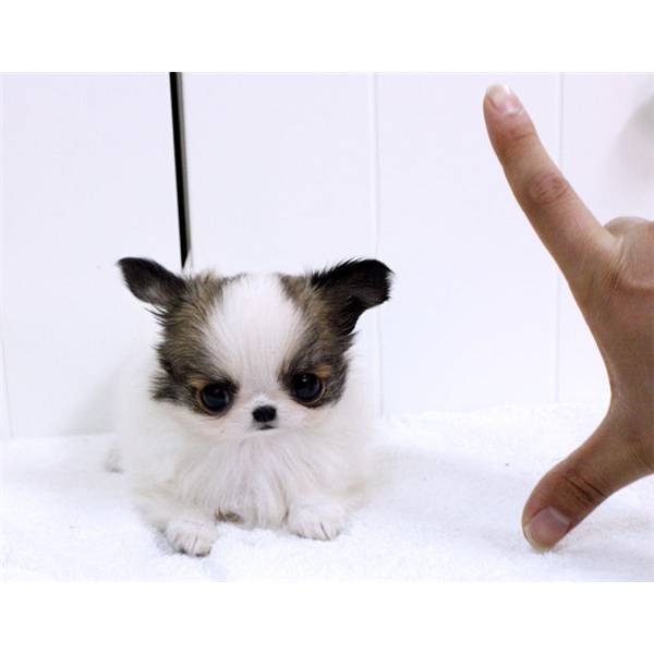 Saudável chihuahua cachorros 