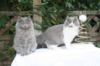 Britânicos curto gatinhos de cabelo para adoção