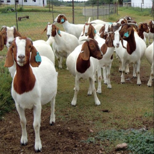 Comprar cabras Boer puras