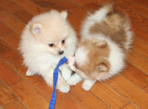 Pomeranian cachorros para adopção