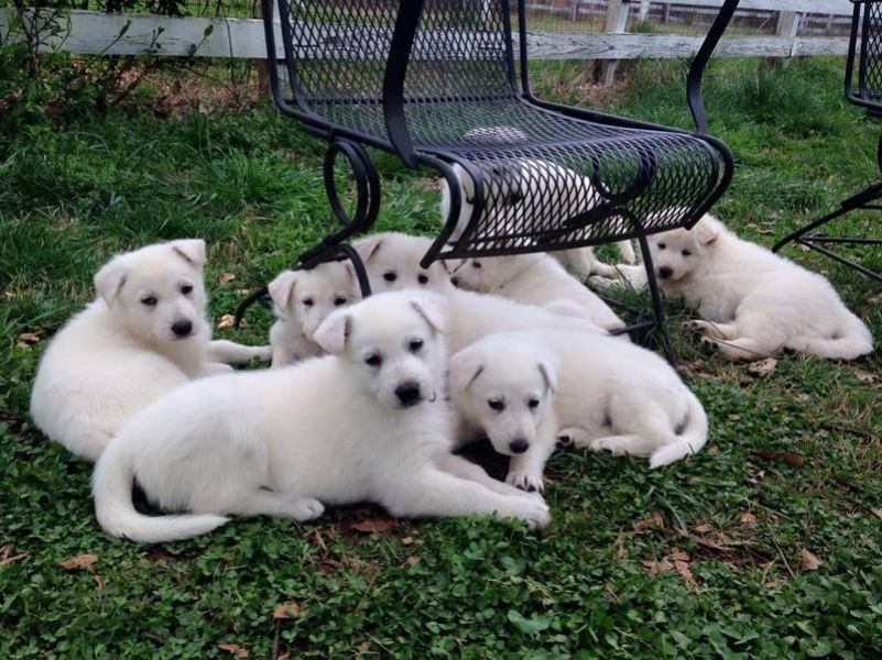 Filhotes de pastor alemão branco prontos