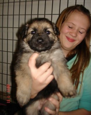 masculino e feminino pastor alemão filhotes para adoção livre