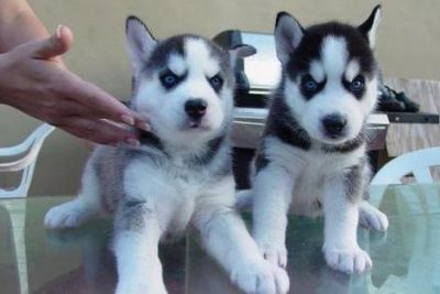 bem em casa levantou macho e fêmea filhotes Siberian Husky adorável disponíveis agora para sair.