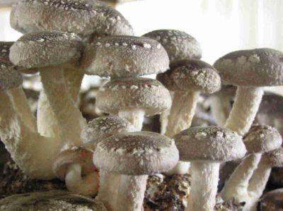 Produção de Cogumelos