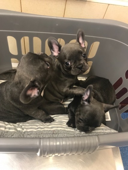 Filhotes Bulldog Francês Saudáveis de Qualidade