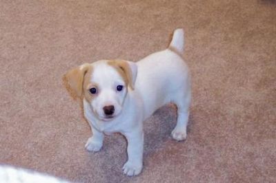 socializados jack Russell terrier filhotes 