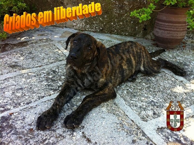 CACHORROS CASTRO LABOREIRO - Ninhadas Inspeccionadas e Certificadas pelo CPC 