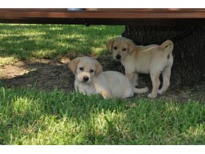 Os filhotes de cachorro labrador retriever agora está pronto para novas casas