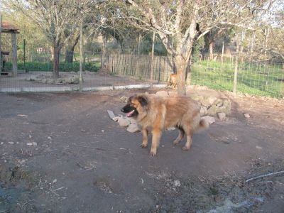 Cadela Serra da Estrela, 1 ,5 anos com LOP, microship, vacinas, esterilizada para adopcao 