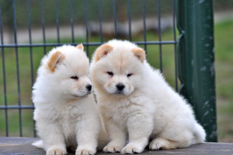 Filhotes Chow Chow para Adopção