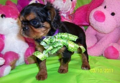 masculino e feminino Toy Spaniel filhotes para adoção livre contato para mais detalhes e fotos