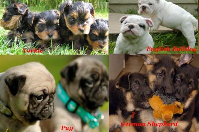Yorkies, Bulldog Inglês, Pug, pastor alemão para adoção.