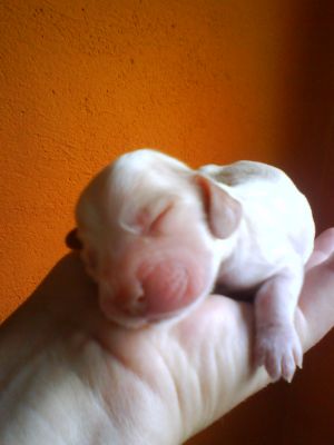 COCKERS SPANIEL INGLÊS