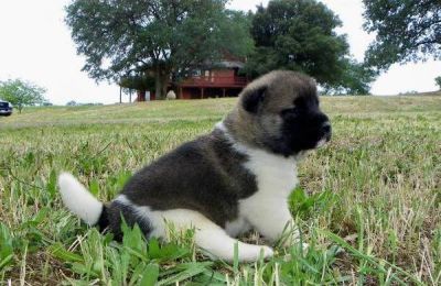 Bela akita inu filhotes para adoção