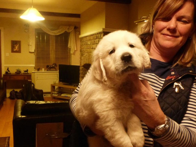 Filhotes de Golden Retriver machos e fêmeas