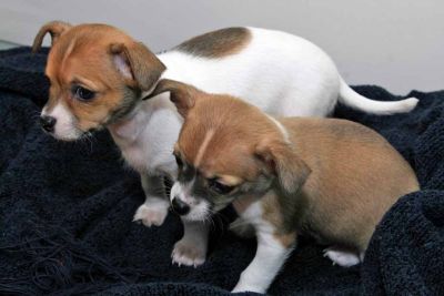 filhotes de cachorro chihuahua para adoção 