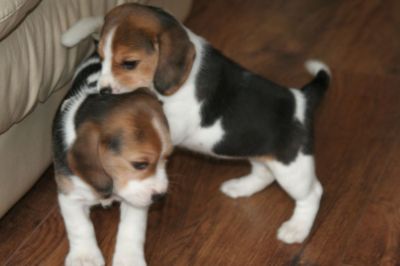 Dois filhotes de cachorro Beagle femininos