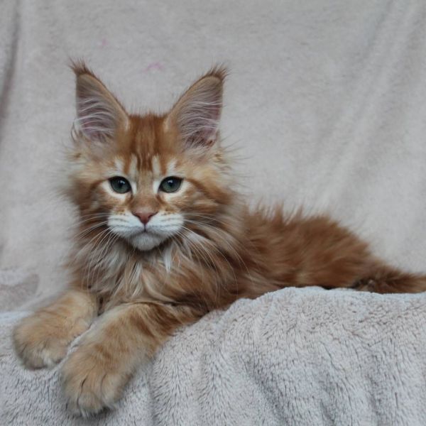  Livre Offertas gatos de mainecoons, se disponível 