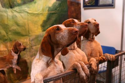 Filhotes de massa do antigos presentes Italian Greyhound...