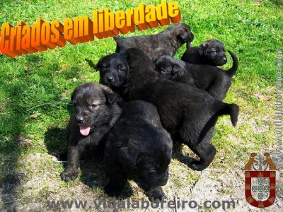 Cachorros Castro Laboreiro