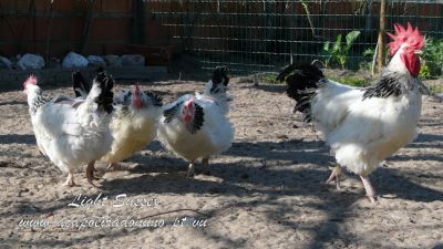 Ovos e galinhas de raça Sussex Light