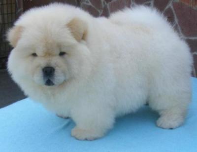 Filhotes Chow Chow para Adopção