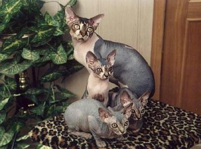 gatinhos para adoção sphynx