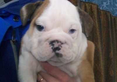 Inglês bulldog cuties adoção livre para o contato para mais informações