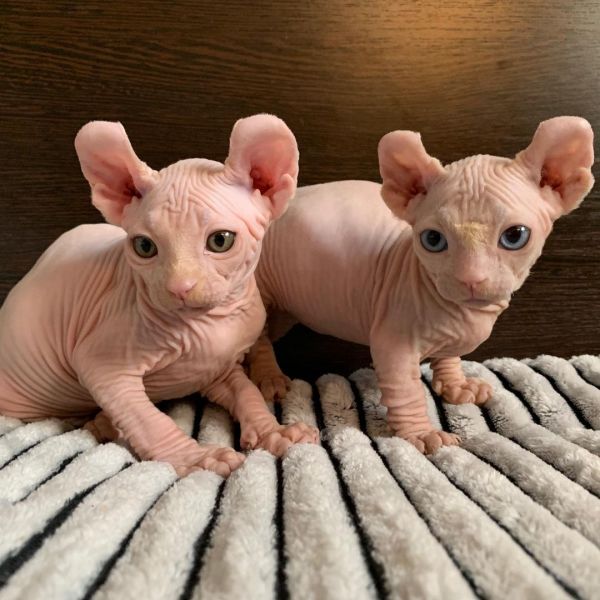 Gatinho Esfinge sem Pêlo(Sphynx)