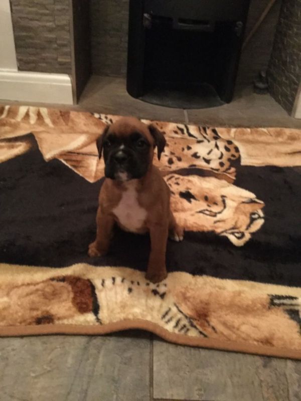 Boxer puppies
