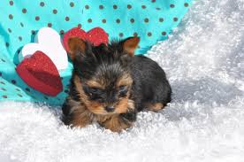 Yorkshire Terrier