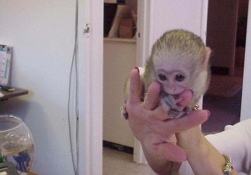 Hermosa-mujer-mono-capuchino