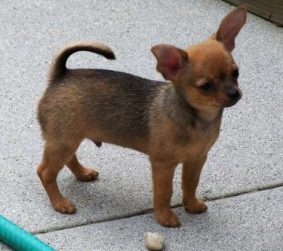  filhotes de cachorro chihuahua para adoção,